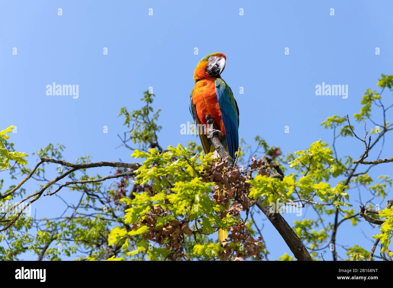 Multicolored macaw parrot on the top of a tree Stock Photo - Alamy