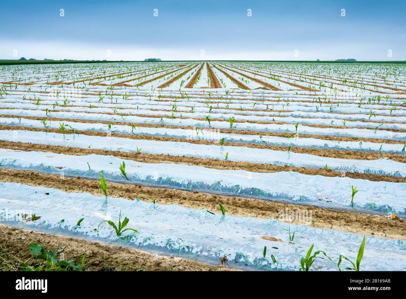 corn cultivation fields in plastic film with young shoots Stock Photo