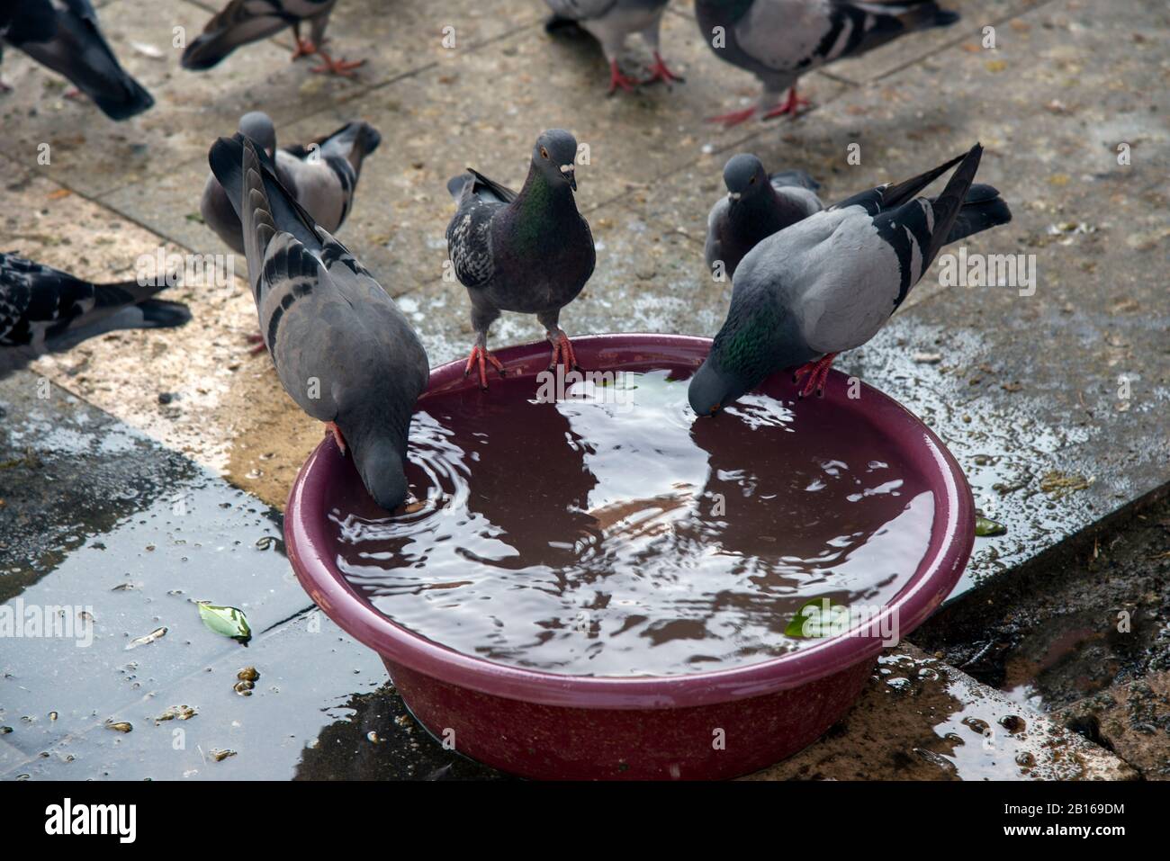 Pigeons drinking water on hot weather Stock Photo Alamy