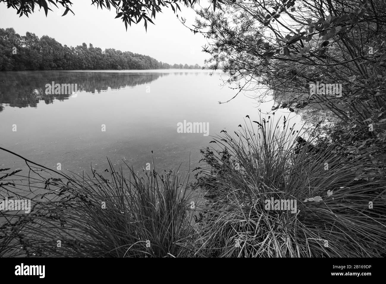 wild pond surrounded by black and white forests Stock Photo - Alamy