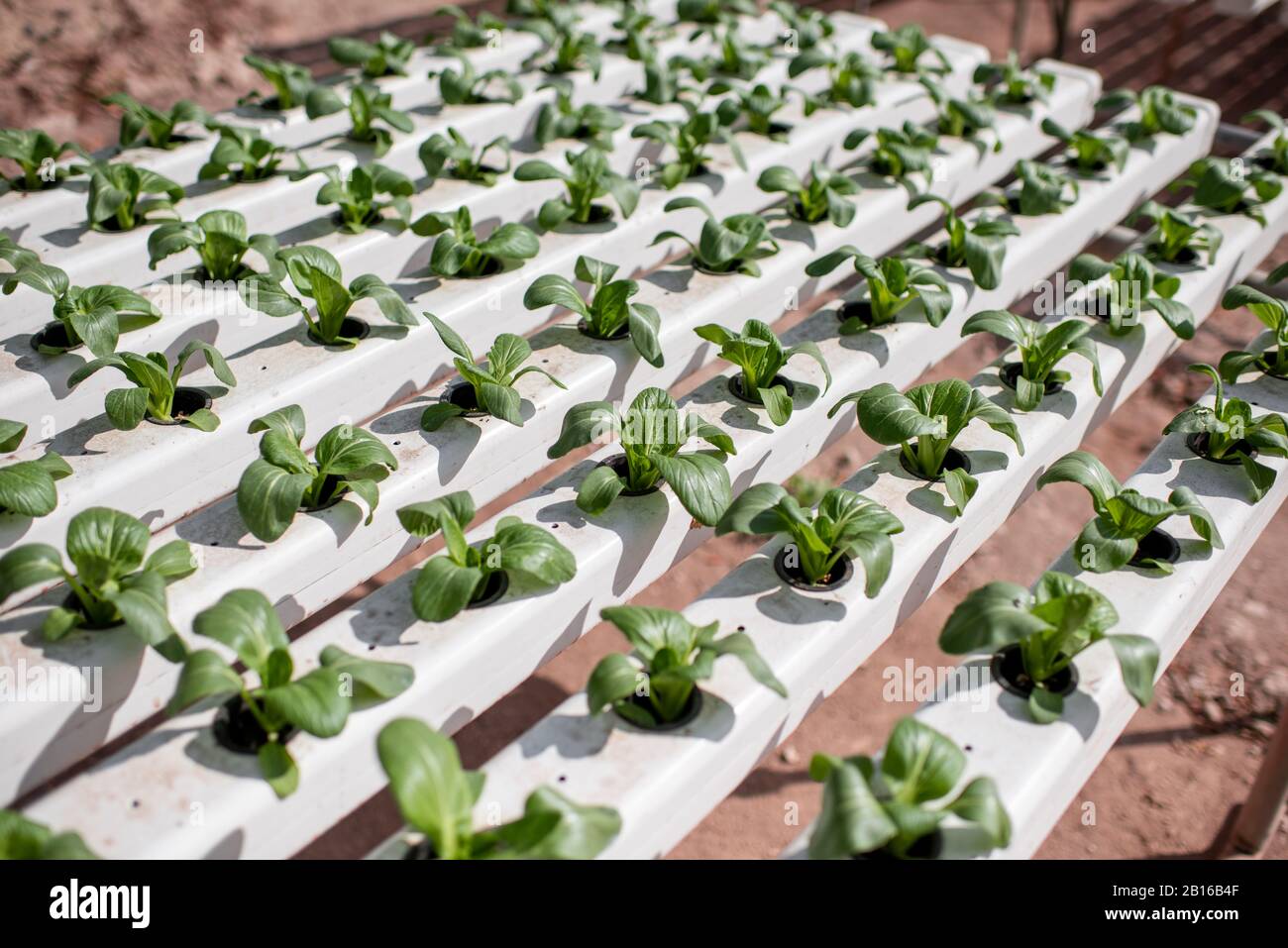 Green lettuce growing on hydroponic system on the farm. Organic food
