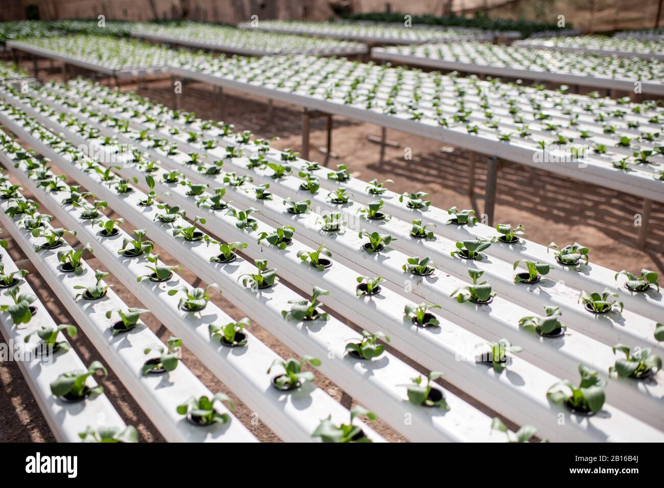 Green lettuce growing on hydroponic system on the farm. Organic food