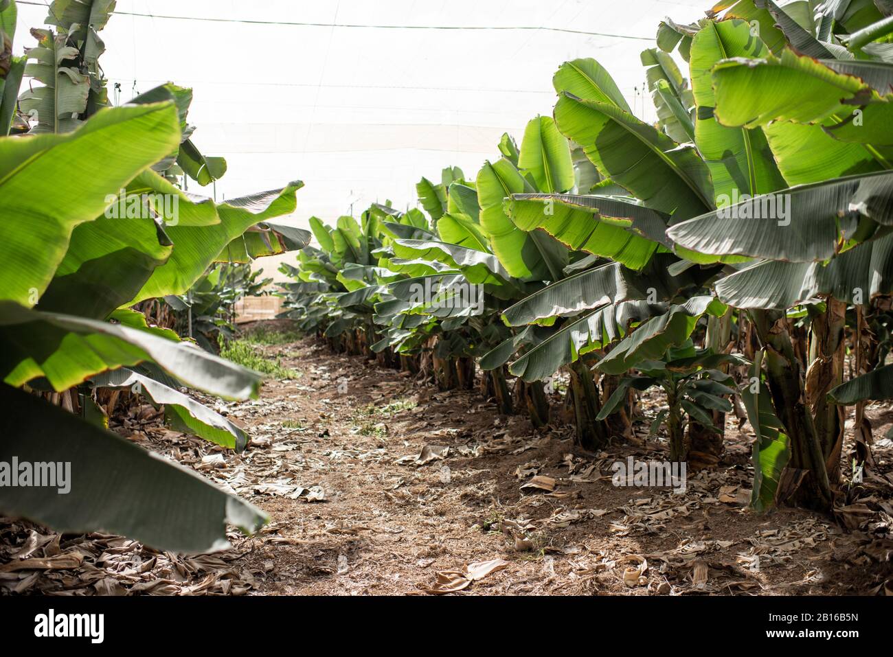 Rows with a young banana trees growing on the plantation Stock Photo