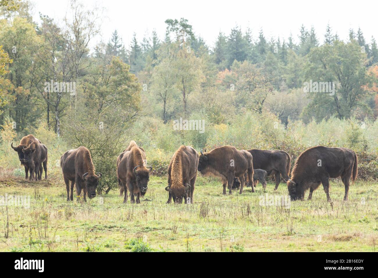 Herd of European bison at rewilding site in Holand Stock Photo Alamy