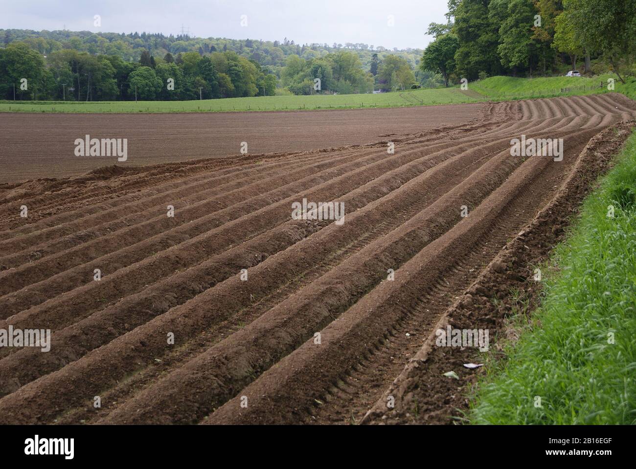 Furrows of a farmers ploughed field showing the brown earth and with trees in the background Stock Photo