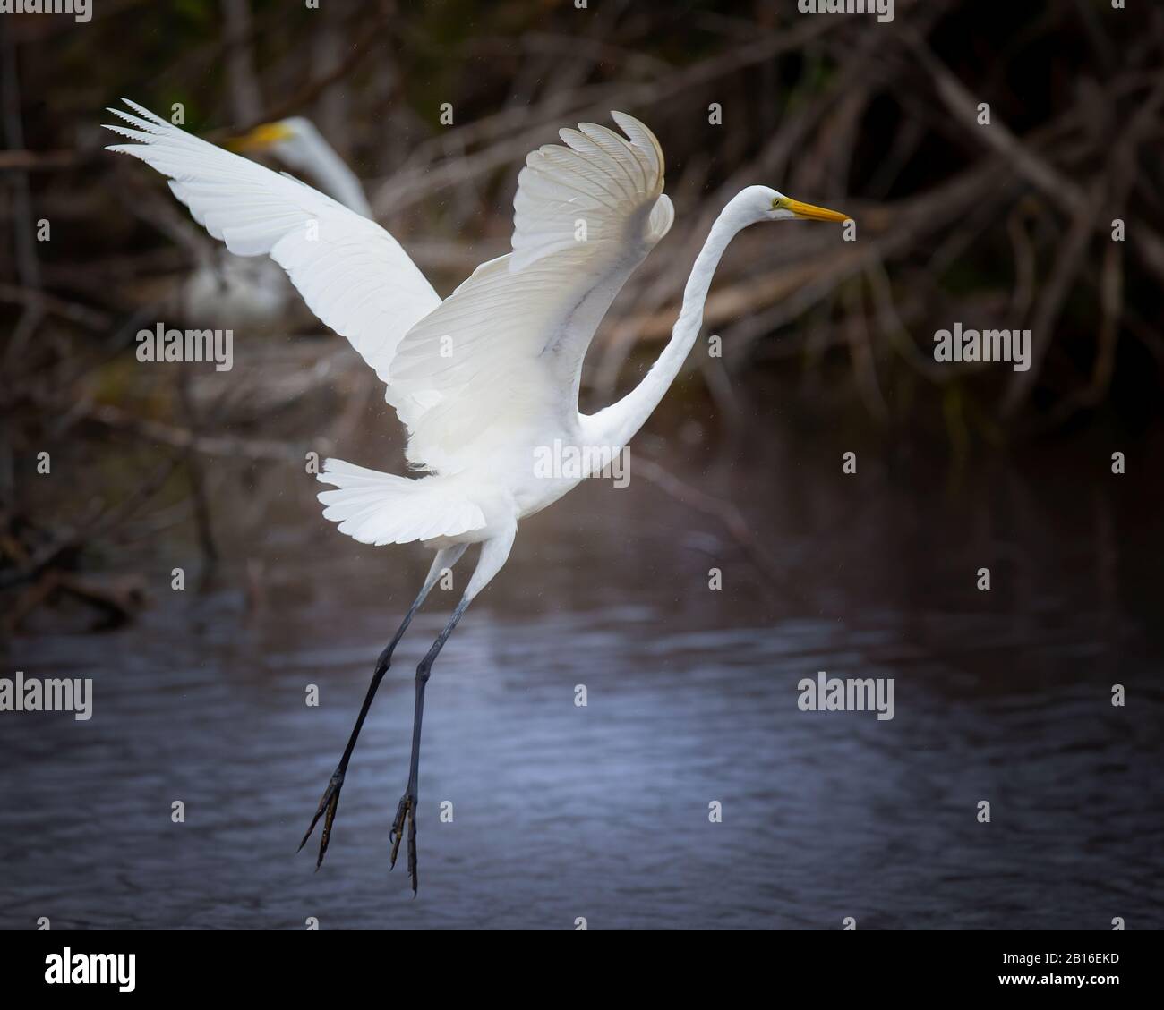 A Great White Egret takes flight at Mrazek Pond in Everglades National Park. Stock Photo