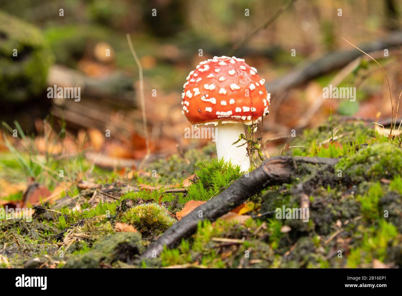 Fly agaric toadstool; a typical/ classic poisonous woodland fungus. Stock Photo