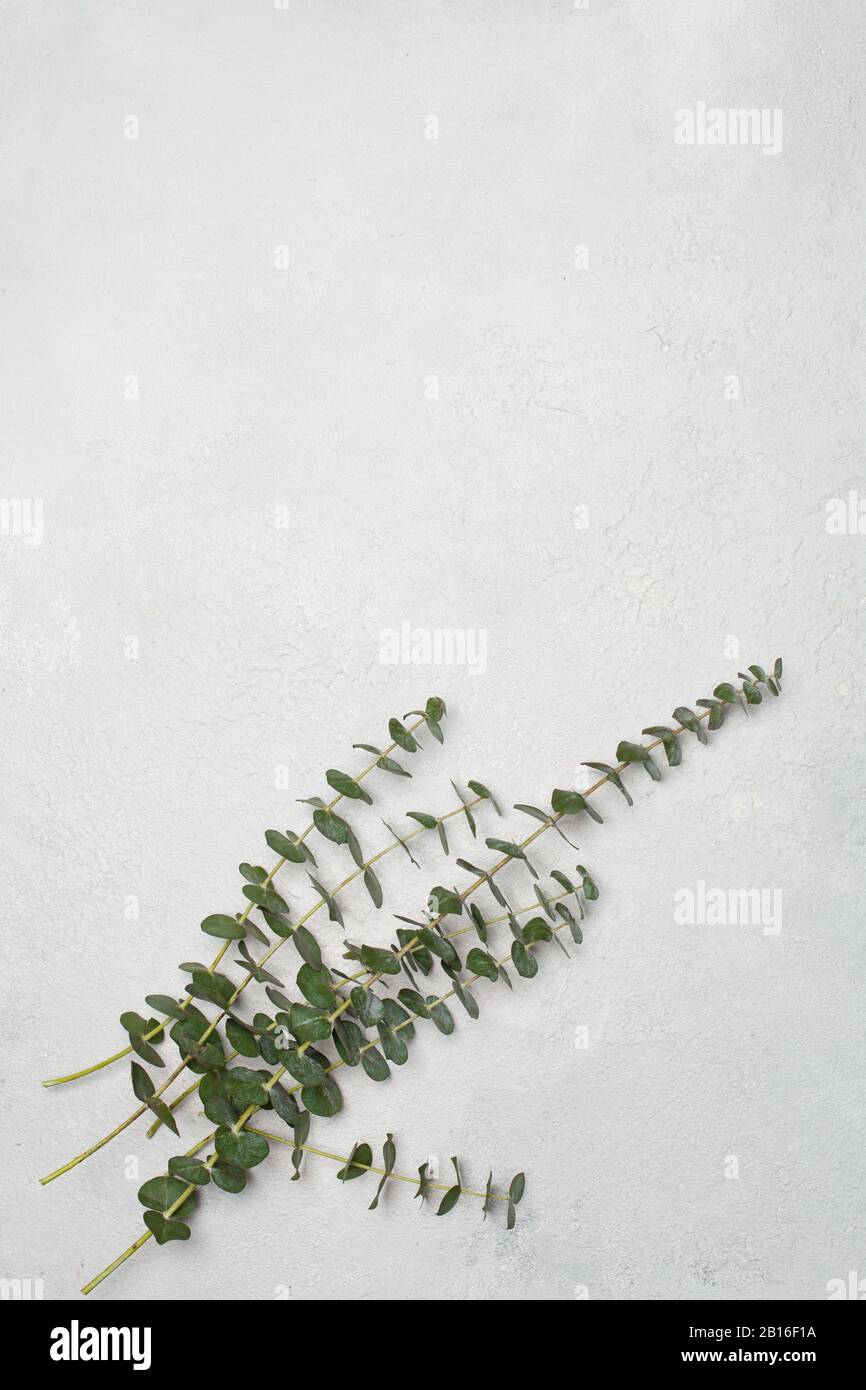 White stucco wall background with green leaves Stock Photo