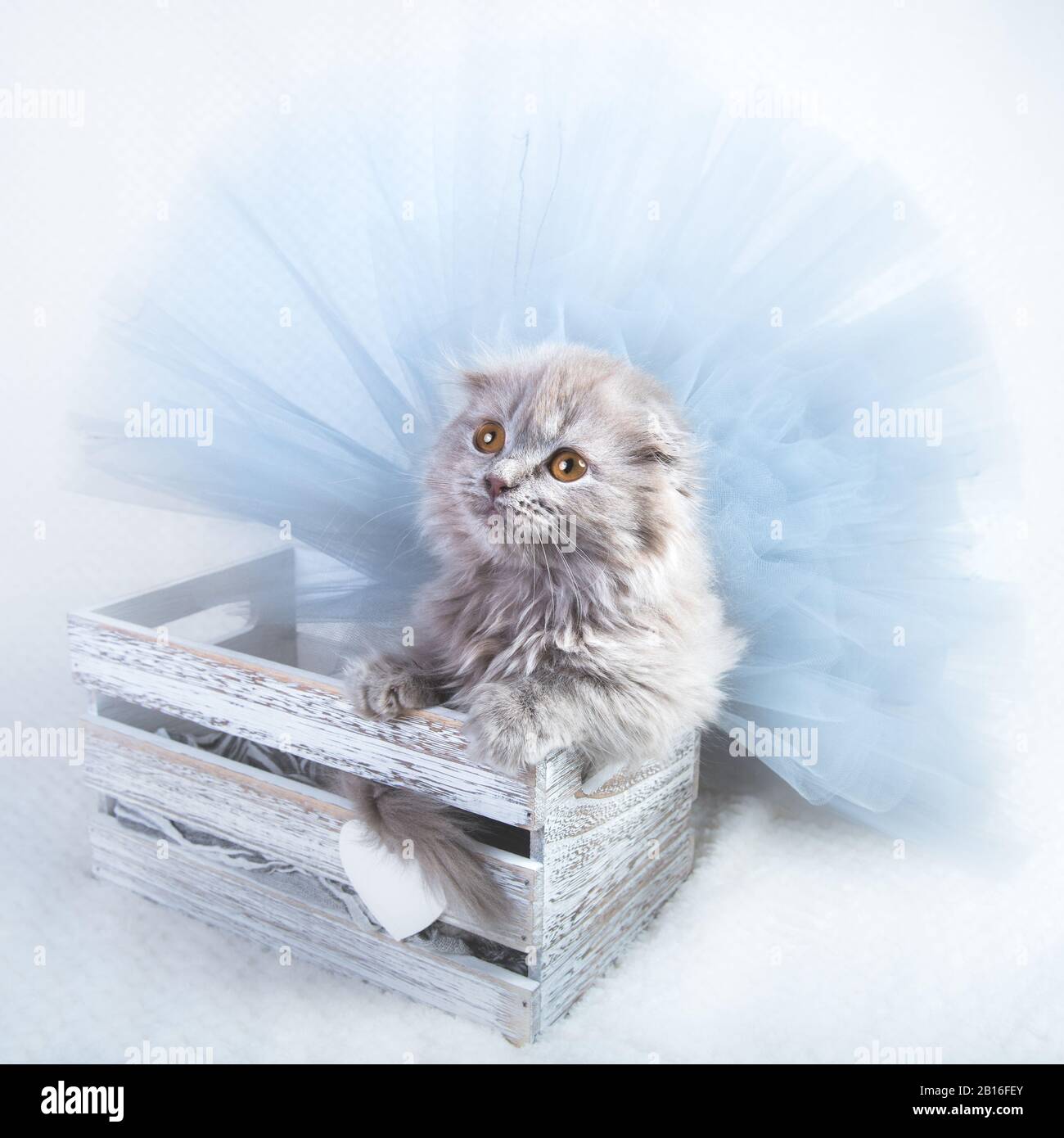 Scottish fold Highland fold kitten gray fluffy cat Stock Photo - Alamy
