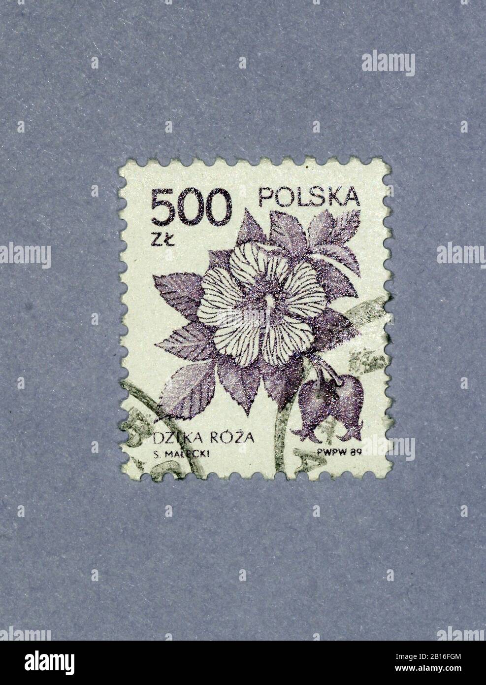 sello impreso por Polonia, muestra rosa salvaje, circa 1989 Stock Photo