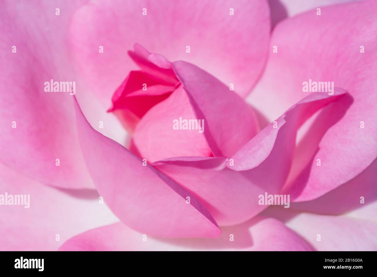 close up of pink rose flower Stock Photo - Alamy