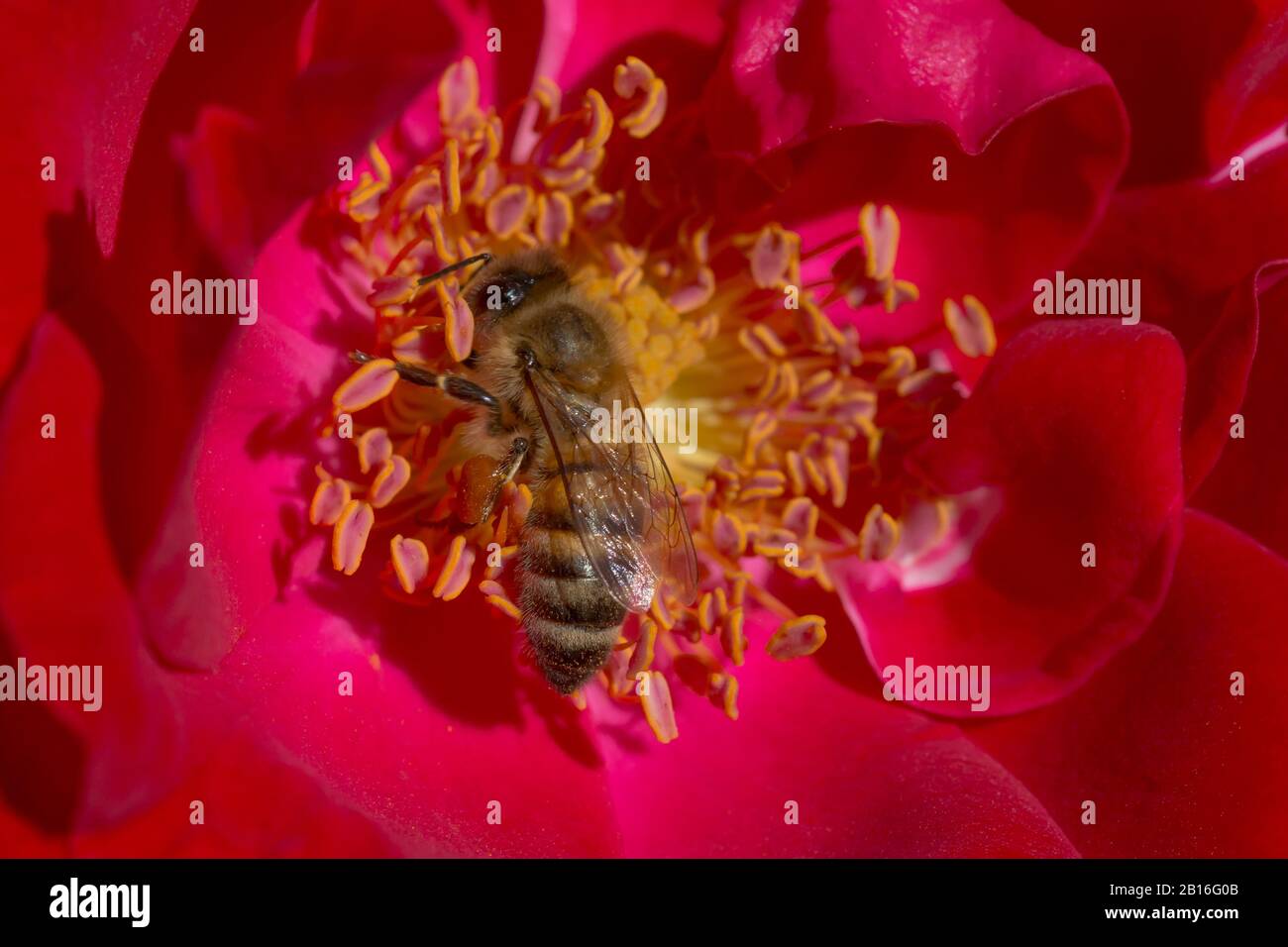 Inside of rose hi-res stock photography and images - Alamy