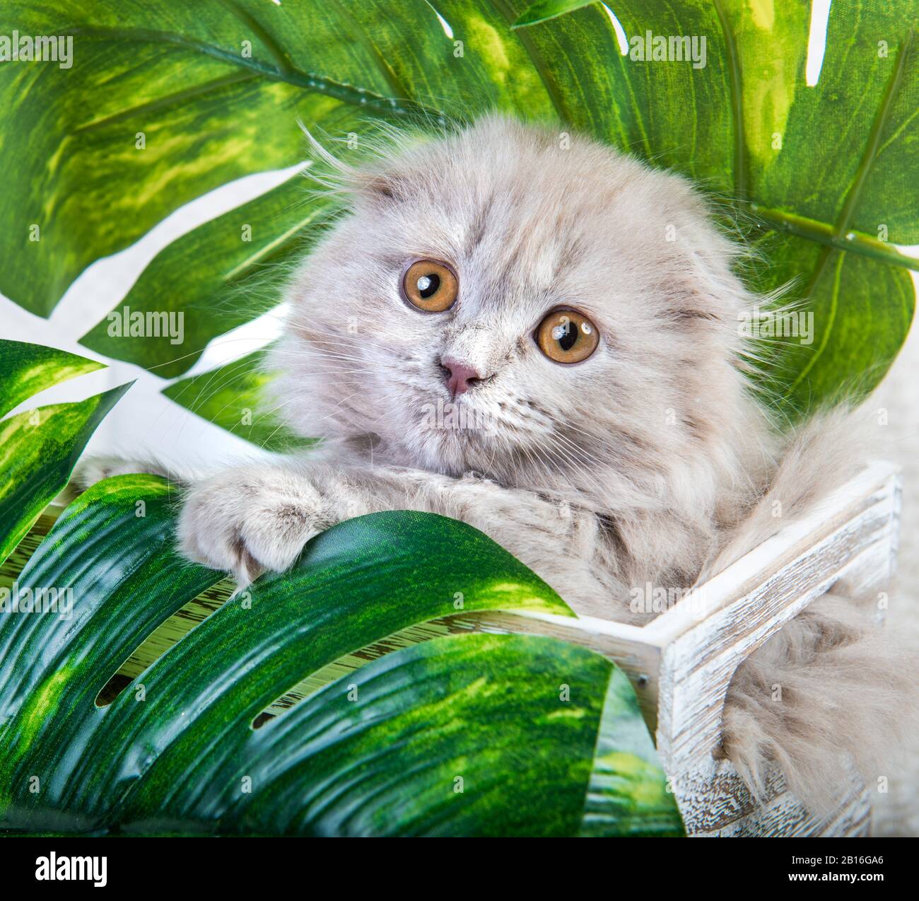 Scottish fold Highland fold kitten gray fluffy cat Stock Photo Alamy Scottish fold Highland fold kitten gray fluffy cat Stock Photo Alamy