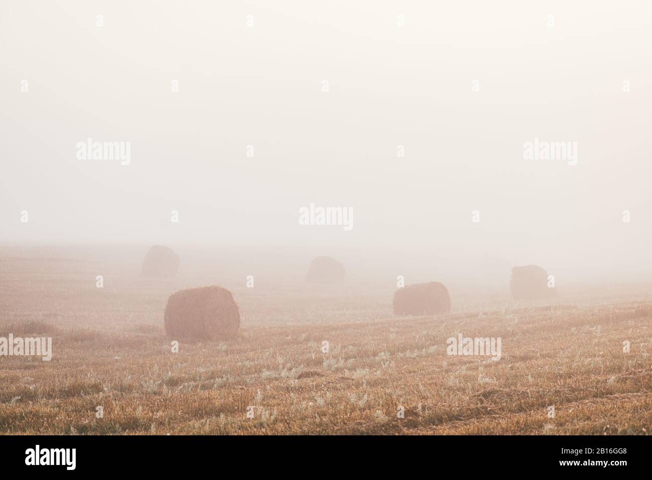 A late summer morning misty landscape with round hay bales. Scene of ...