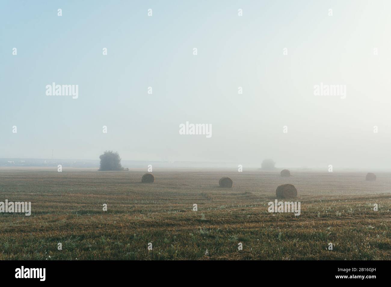 A late summer morning misty landscape with round hay bales. Scene of ...