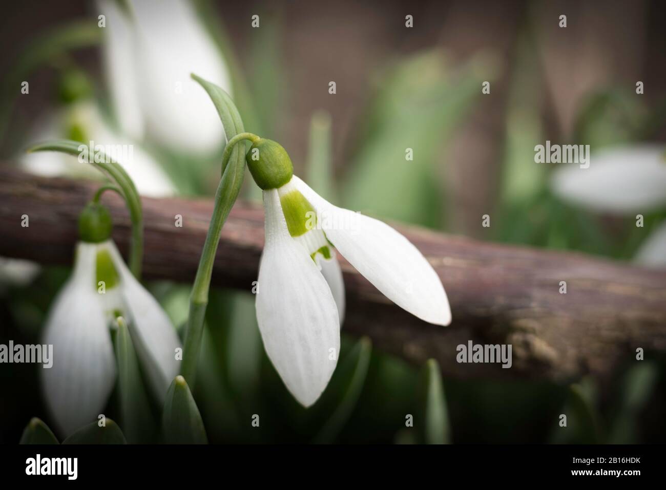 first springtime's snowdrops in the garden, macro, close up Stock Photo