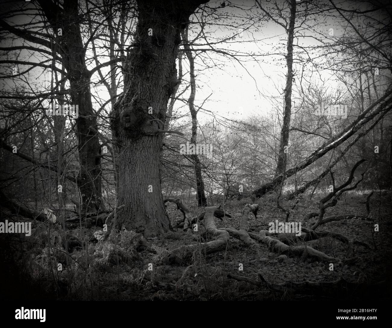 a large oak tree and its large, dead branches in the Sababurg primeval