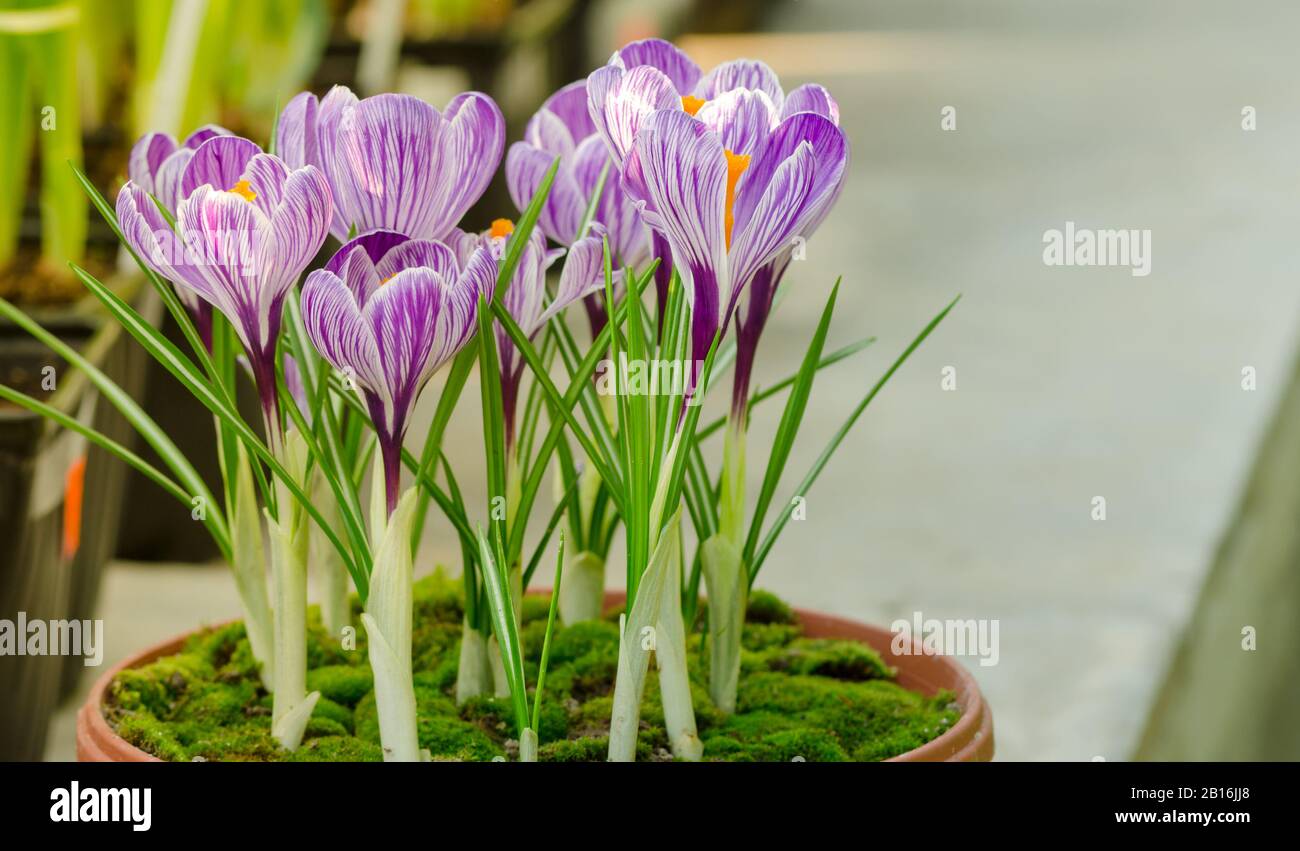 Crocus Pot High Resolution Stock Photography And Images Alamy