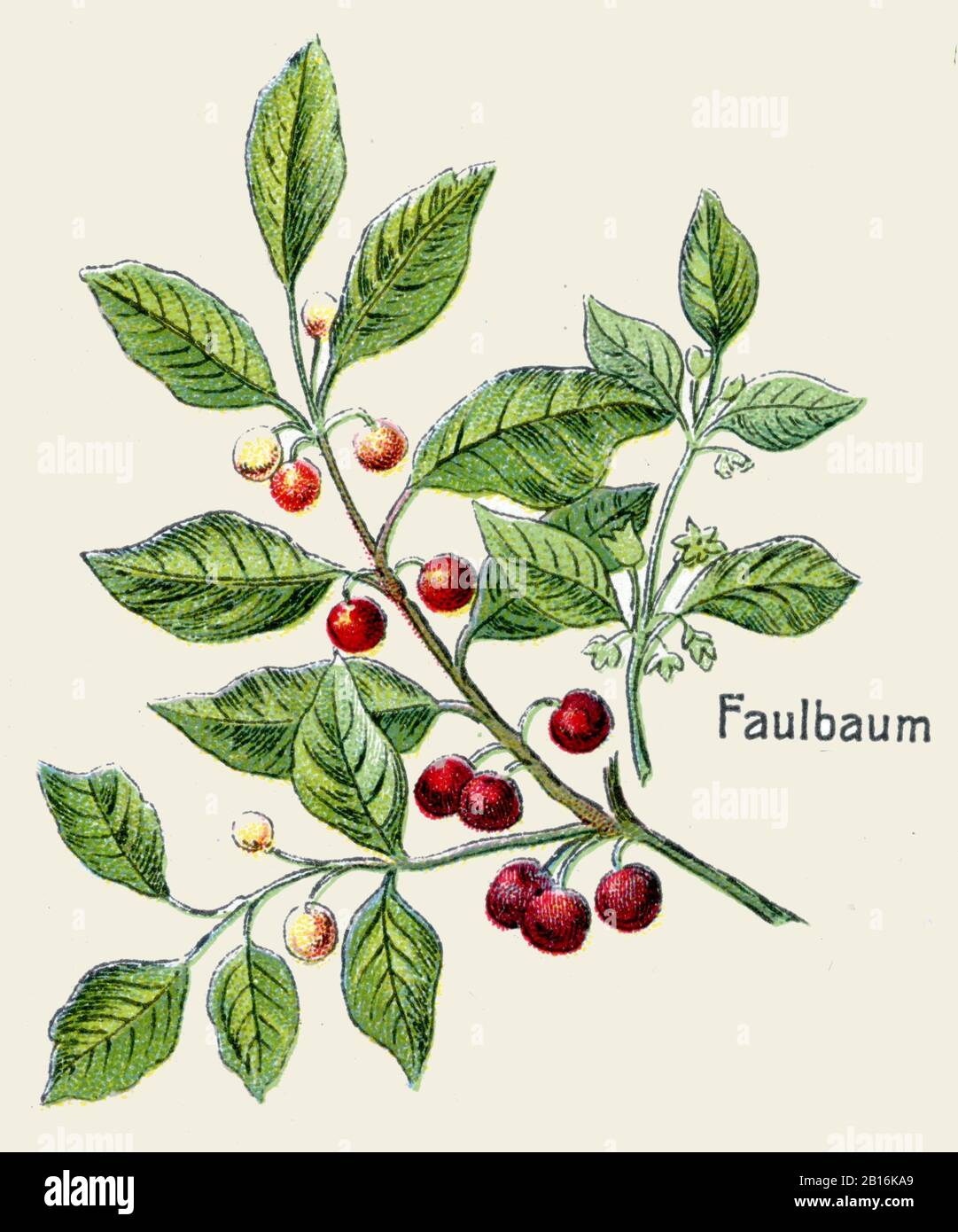 alder buckthorn, Frangula alnus Syn. Rhamnus frangula, Faulbaum, Bourdaine,  (botany book, 1908) Stock Photo