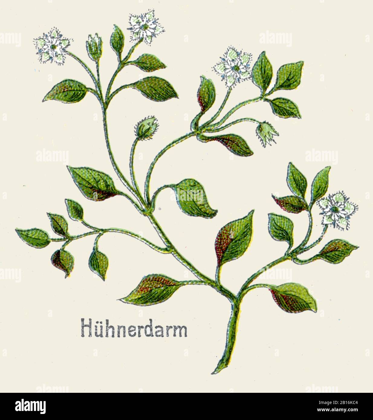 chickweed, Stellaria media, Vogelmiere, Stellaire intermédiaire,  (botany book, 1908) Stock Photo