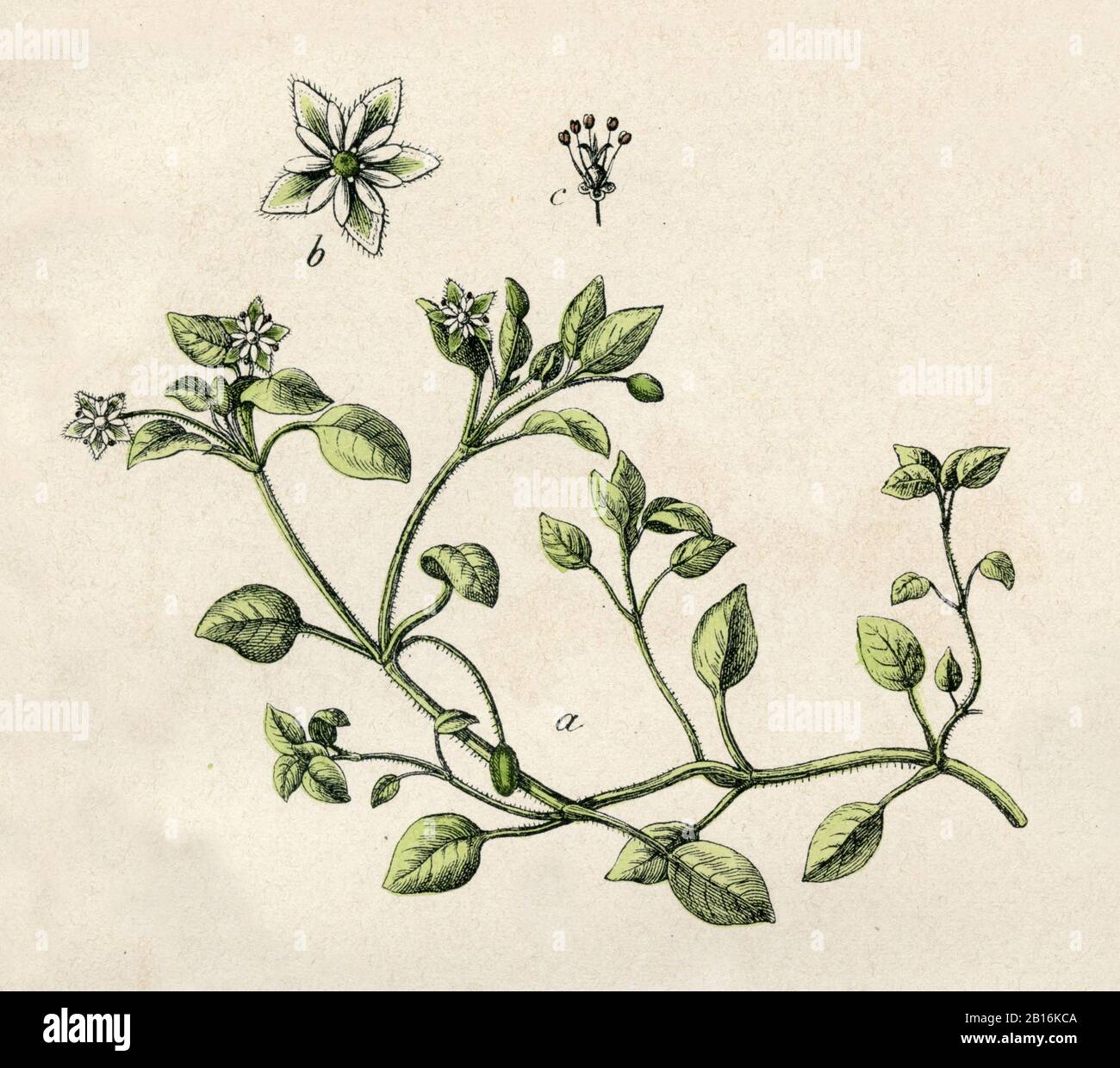 chickweed, Stellaria media, Hühnerdarm, Vogel-Sternkraut, Stellaire intermédiaire,  (botany book, 1879) Stock Photo