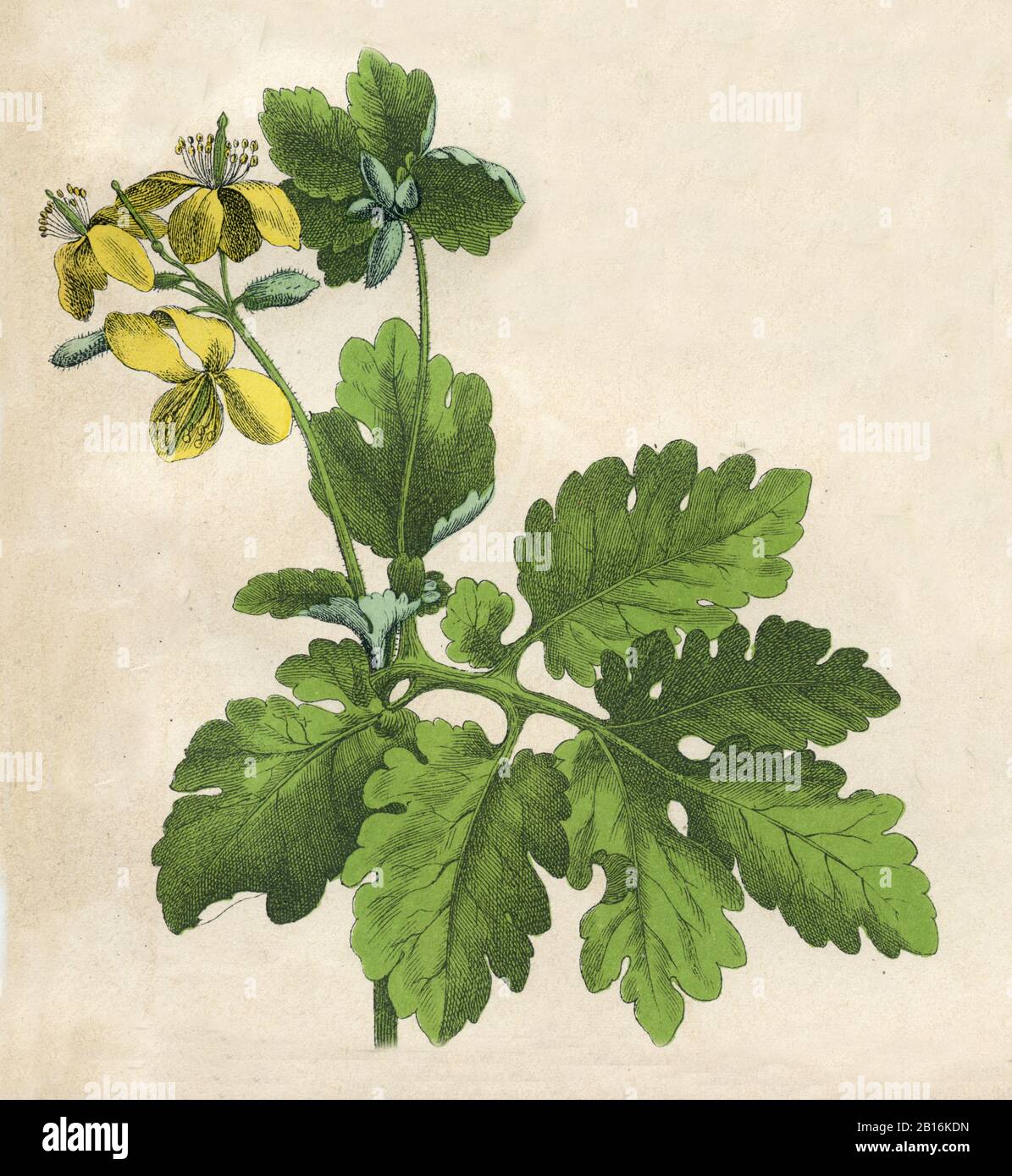 greater celandine, Chelidonium majus, Schöllkraut, Grande Chélidoine,  (botany book, 1879) Stock Photo