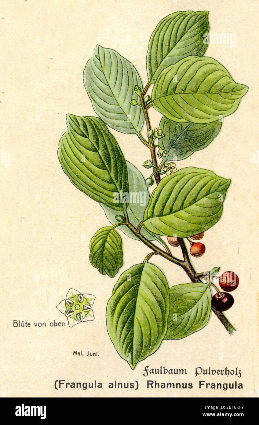 alder buckthorn, Frangula alnus Syn. Rhamnus frangula, Faulbaum, Bourdaine,  (botany book, ca. 1915) Stock Photo