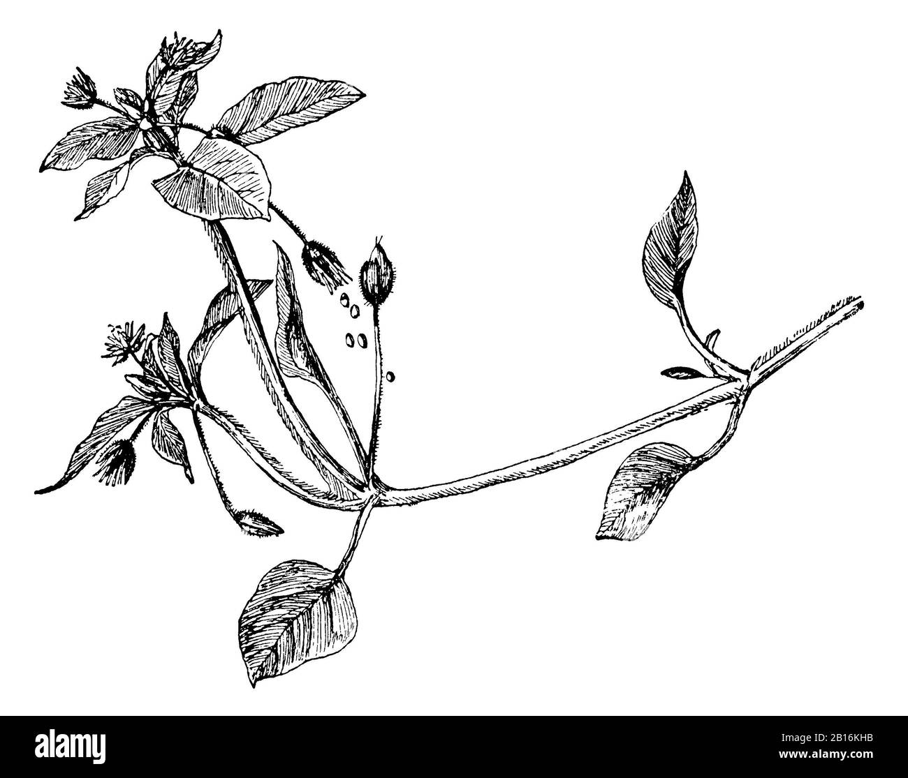 chickweed, Stellaria media, Vogelmiere: Zweig, Stellaire intermédiaire, anonym (botany book, 1909) Stock Photo