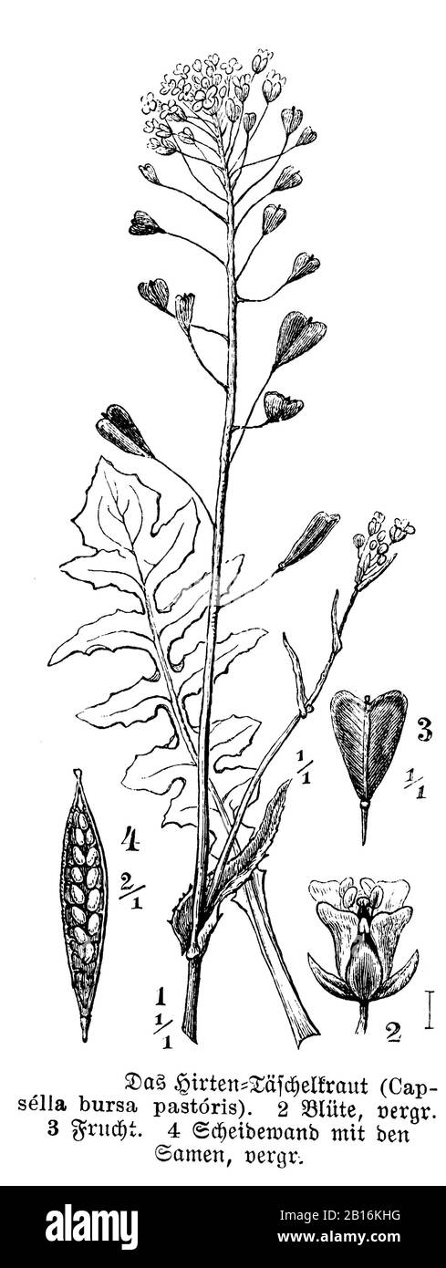 shepherd's purse, Capsella bursa-pastoris, Hirtentäschelkraut, bourse à pasteur; molette à berger; capselle; bourse de capucin; bourse de Juda; moutarde de Mithriade; bourse-à-berger, anonym (botany book, 1888) Stock Photo