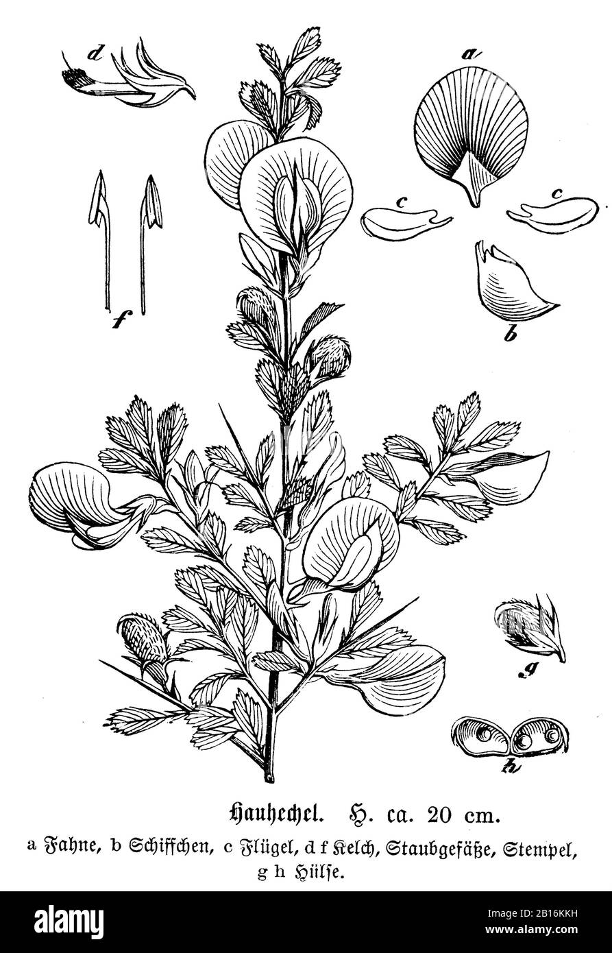 restharrow, Ononis spinosa, Hauhechel, Bugrane épineuse, anonym (natural history book, 1886) Stock Photo