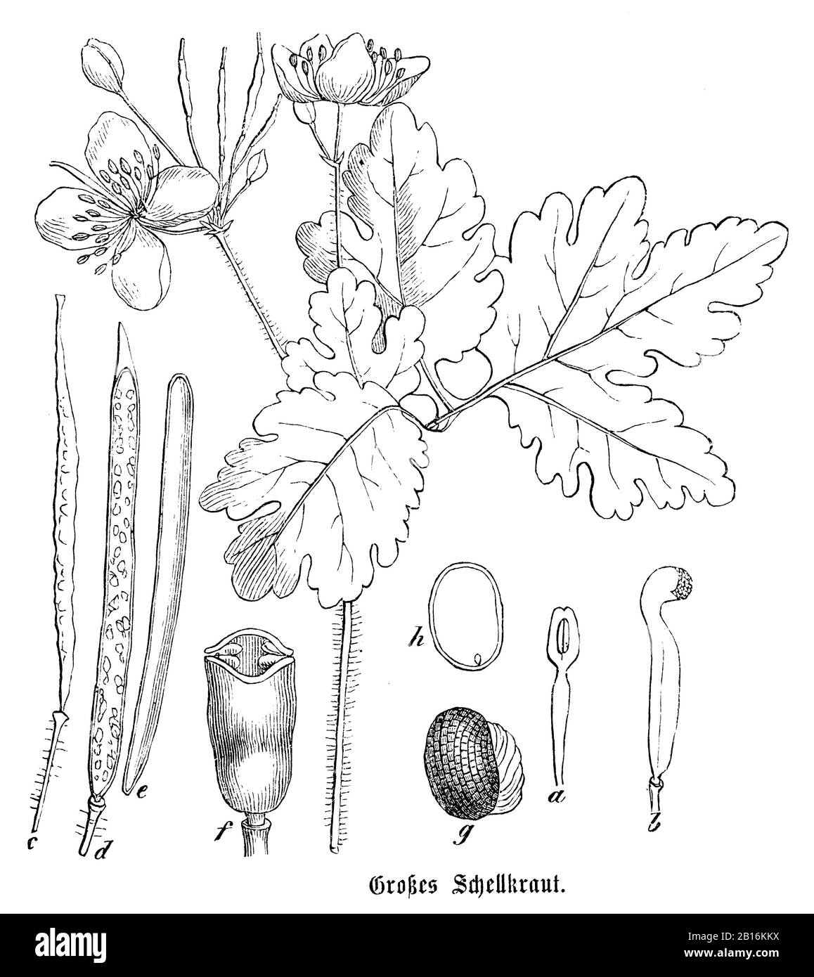 greater celandine, Chelidonium majus, Großes Schöllkraut, Grande Chélidoine, anonym (botany book, 1880) Stock Photo