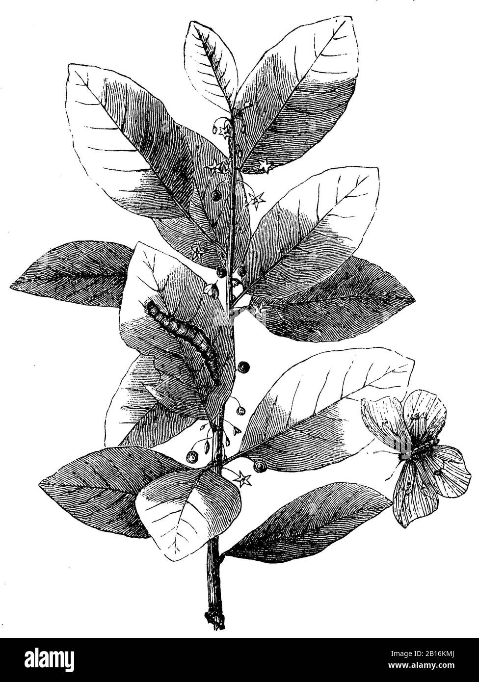 alder buckthorn, Frangula alnus Syn. Rhamnus frangula, Zweig des Faulbaumes, Bourdaine,  (encyclopedia, 1893) Stock Photo