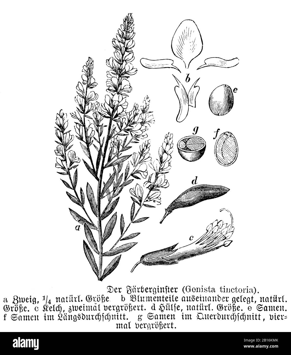 dyer's greenweed, Genista tinctoria, Färberginster , Genêt des teinturiers,  (encyclopedia, 1893) Stock Photo