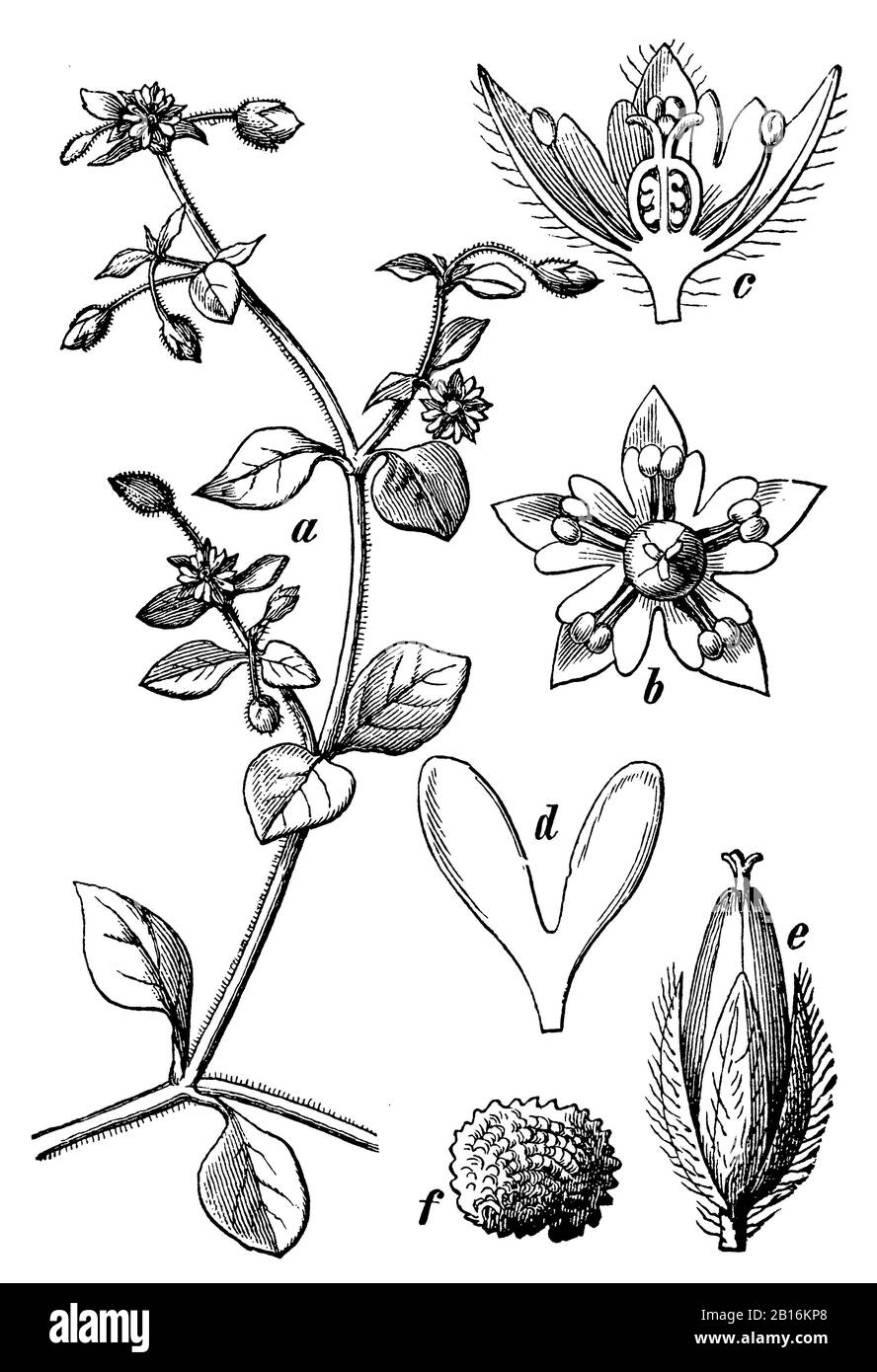 chickweed, Stellaria media, Vogelmiere, Stellaire intermédiaire,  (botany book, 1898) Stock Photo