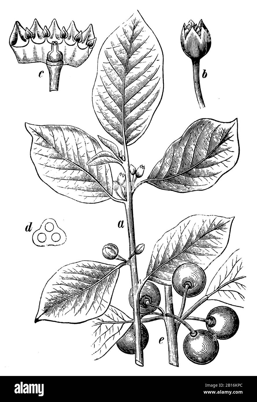 alder buckthorn, Frangula alnus Syn. Rhamnus frangula, Faulbaum, Bourdaine,  (botany book, 1898) Stock Photo