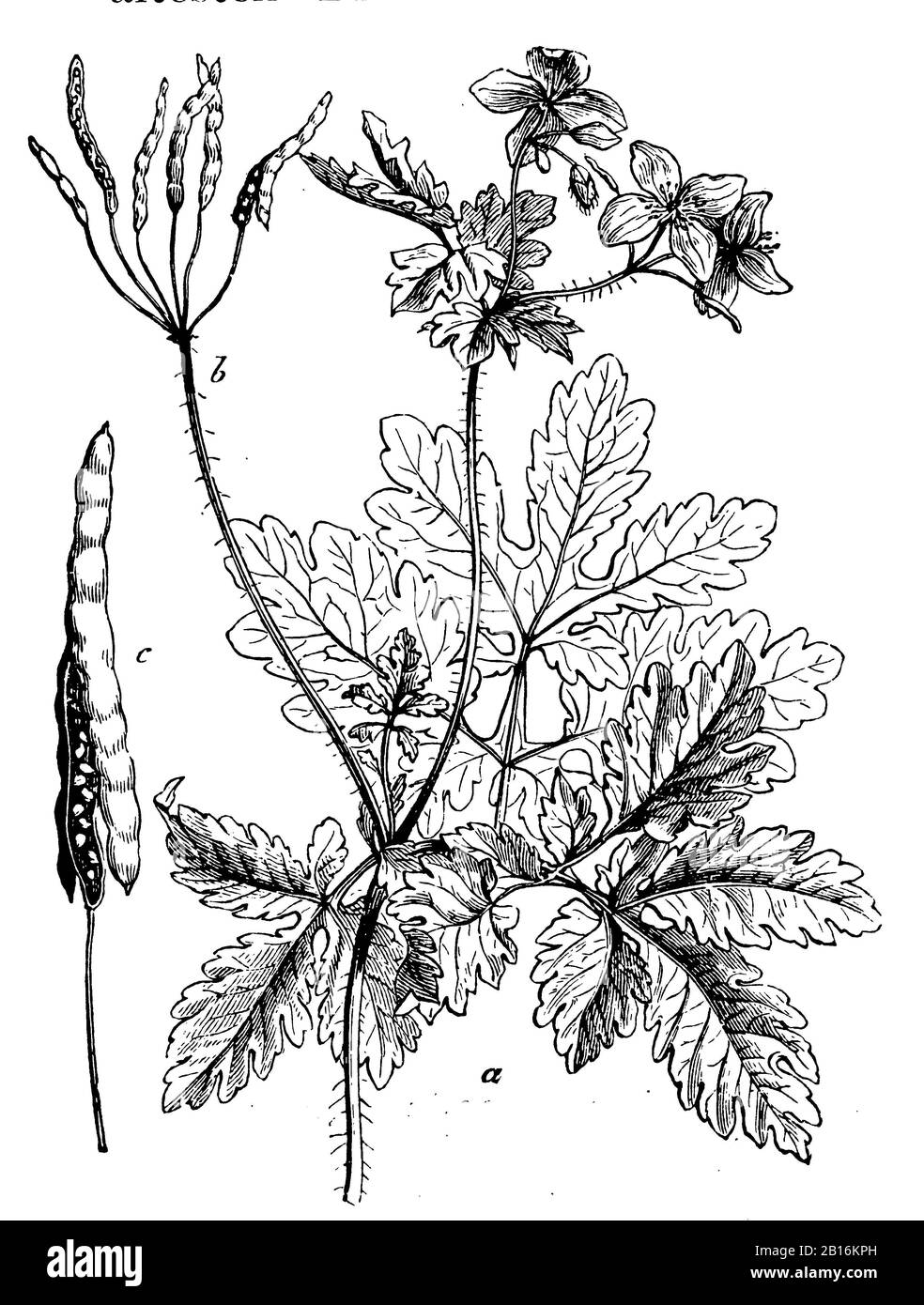 greater celandine, Chelidonium majus, Schöllkraut, Grande Chélidoine,  (botany book, 1902) Stock Photo