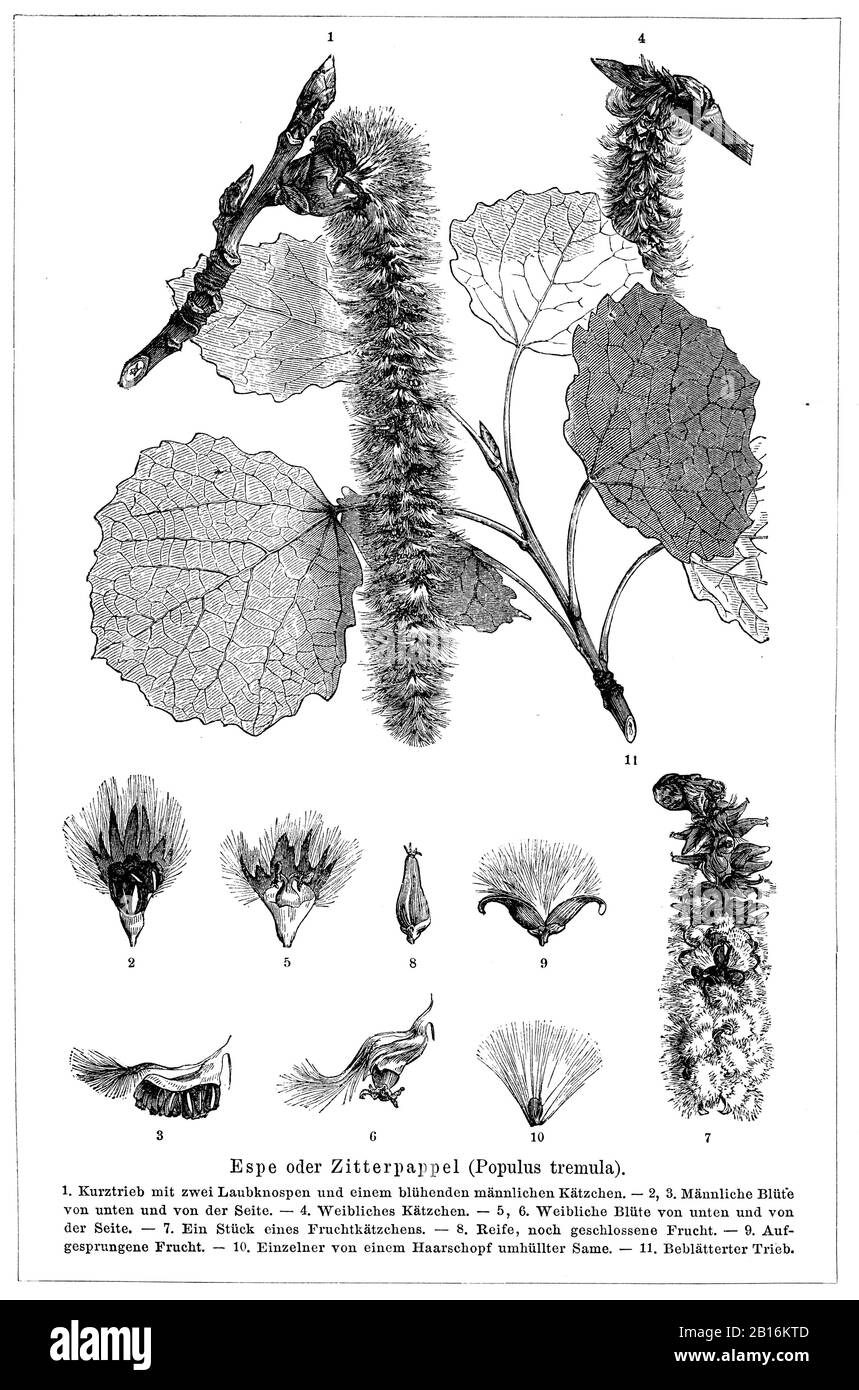 Risa Meyer, image size:859x1390