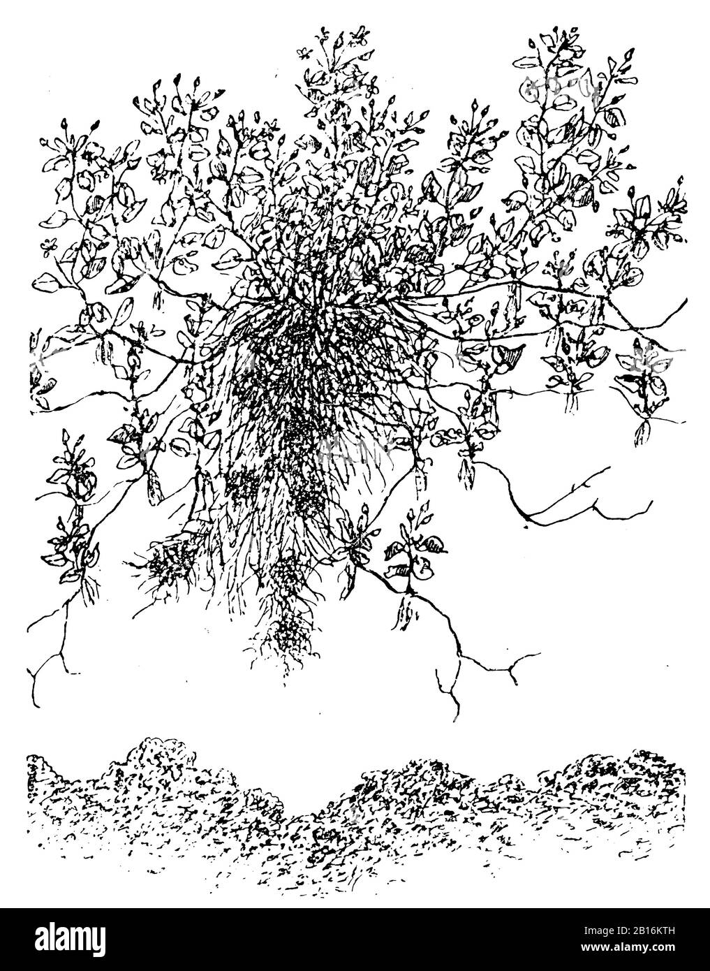 chickweed, Stellaria media, Vogelmiere, Stellaire intermédiaire,  (garden book, 1913) Stock Photo