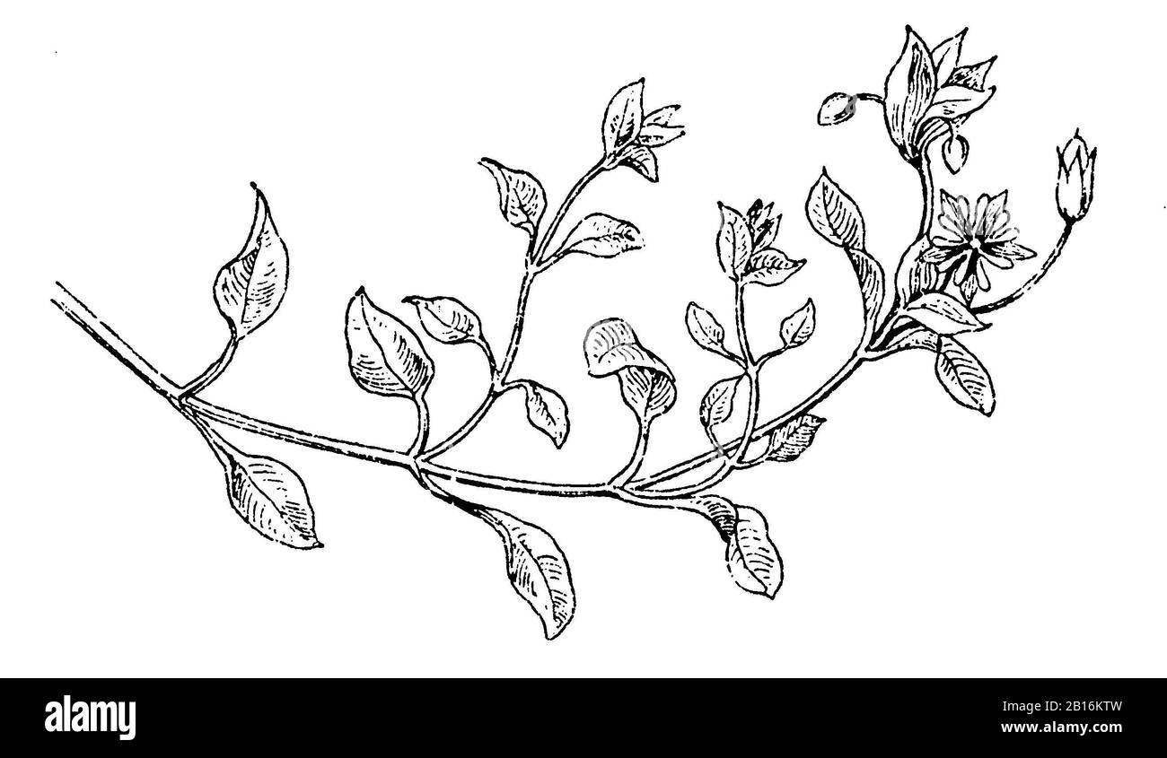 chickweed, Stellaria media, Vogelmiere, Stellaire intermédiaire,  (botany book, 1910) Stock Photo