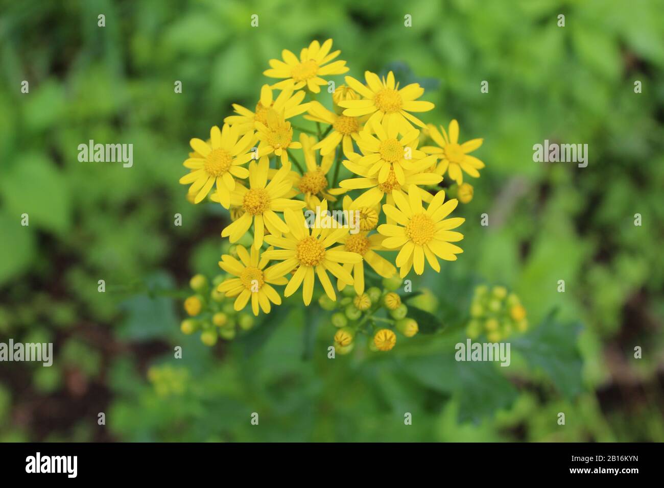 Butterweed hires stock photography and images Alamy