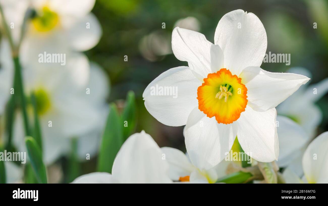 Narcissus flower with space for text. Narcissus daffodil flowers. Stock Photo