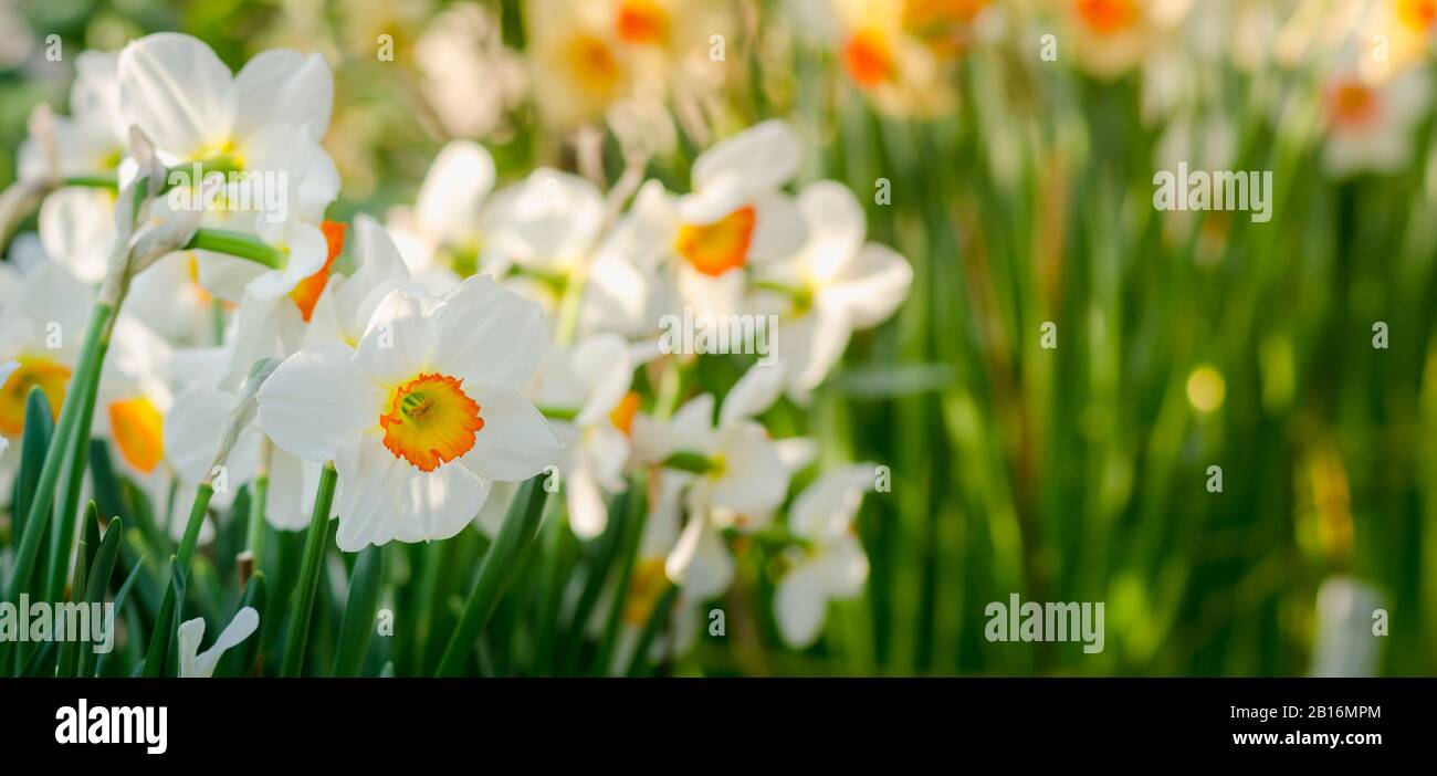 Narcissus flower on greenhouse. Narcissus daffodil flowers. Stock Photo