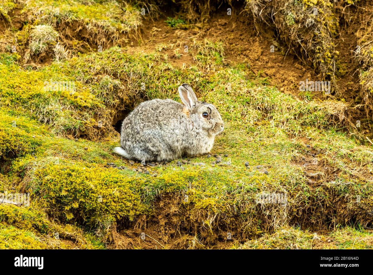 Rabbit, wild rabbit in the Yorkshire Dales, UK . (Scientific name