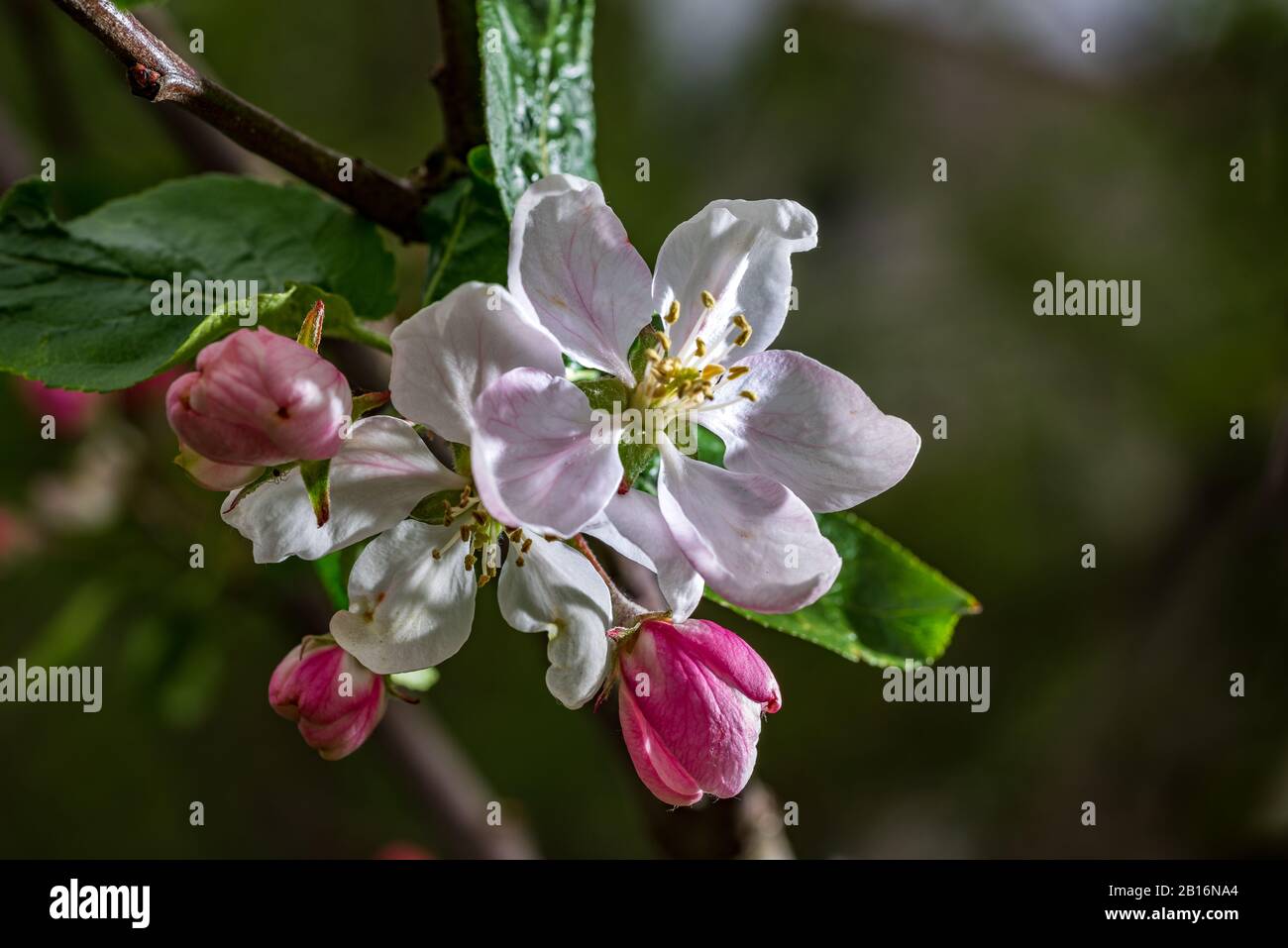 Apple tree blossoms in spring. bright pink flowers. Lot of bloom in the