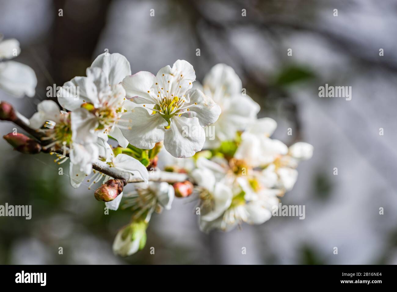 Apple tree blossoms in spring. bright pink flowers. Lot of bloom in the branch, natural