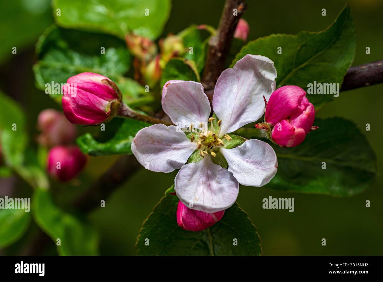 Apple tree blossoms in spring. bright pink flowers. Lot of bloom in the branch, natural