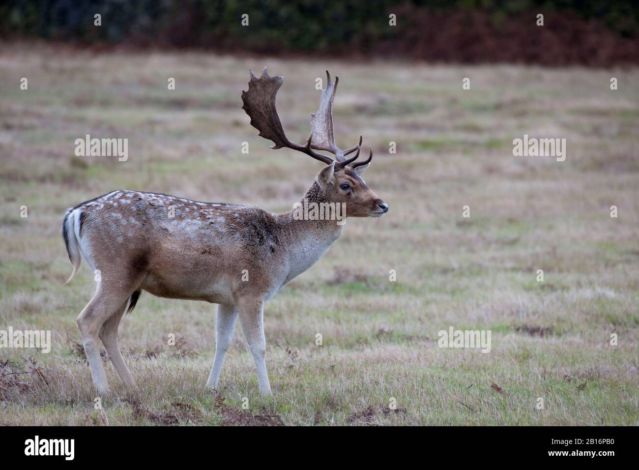 Fallow Deer Buck Stock Photo - Alamy