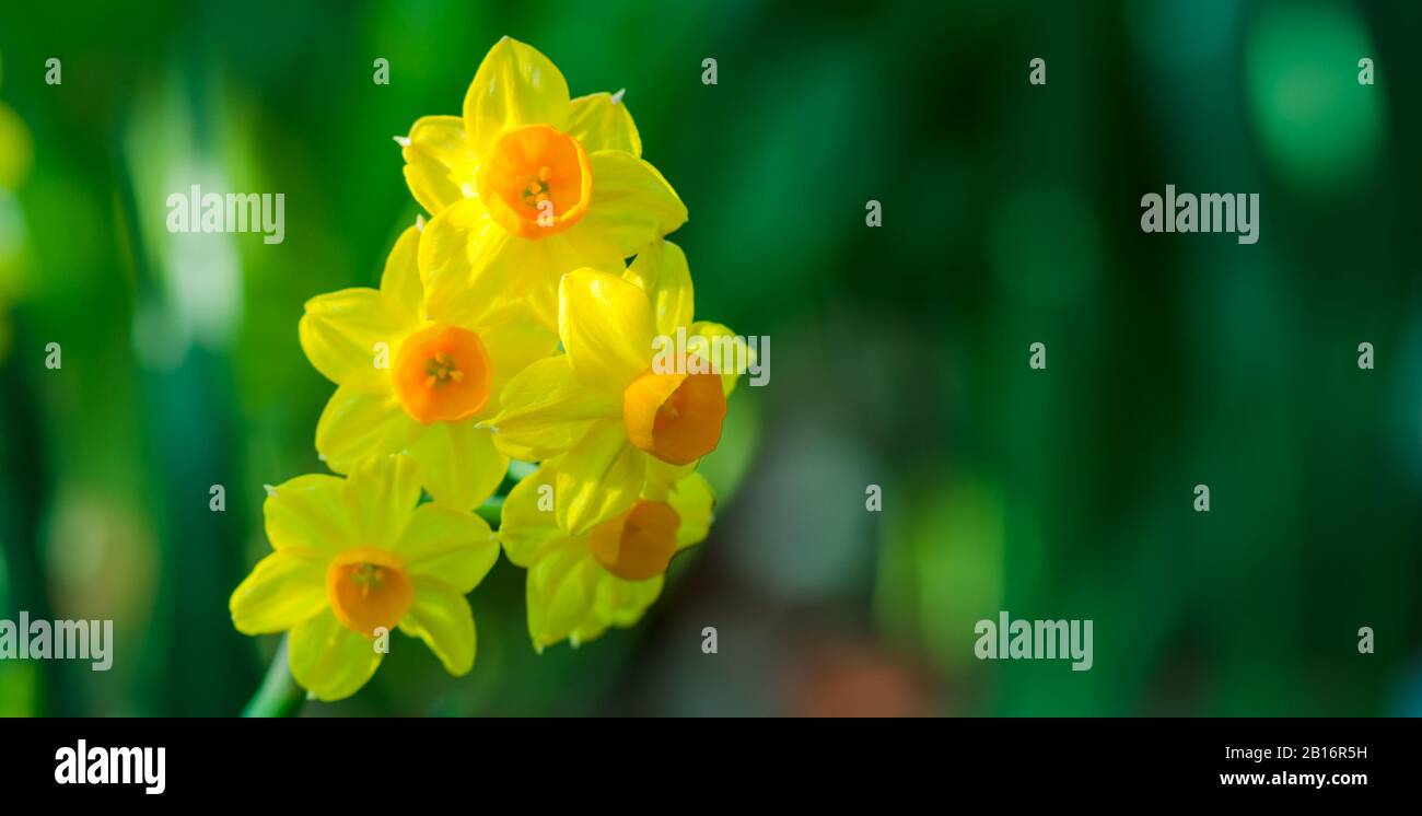 Yellow Narcissus flower. Narcissus daffodil flowers with copy space
