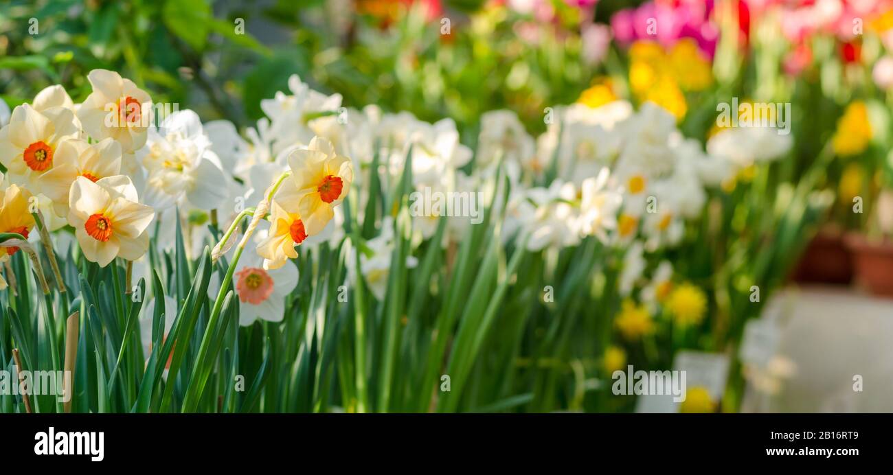 Narcissus flower on greenhouse. Narcissus daffodil flowers. Stock Photo