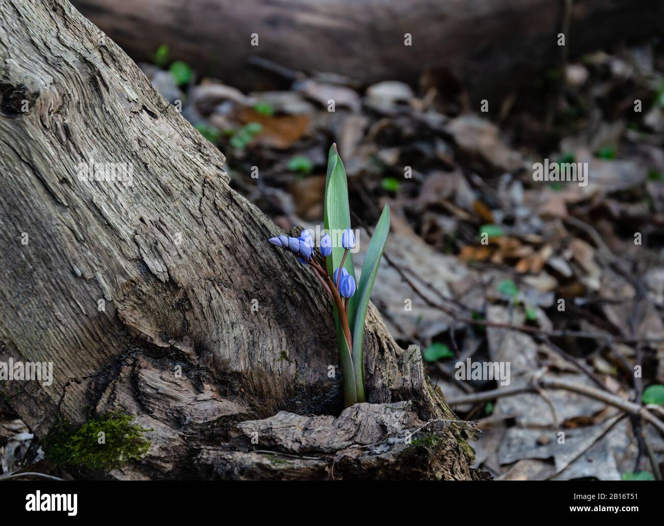 blooming blue snowdrop, primroses on a happy spring day in the forest, close-up Stock Photo